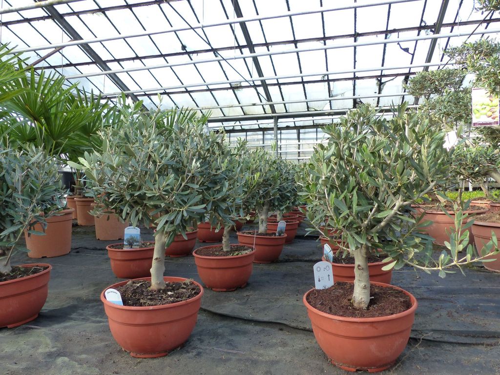 Olivenbaum Bonsai Formgehölz, Olive winterhart, Olea Produktbild 4