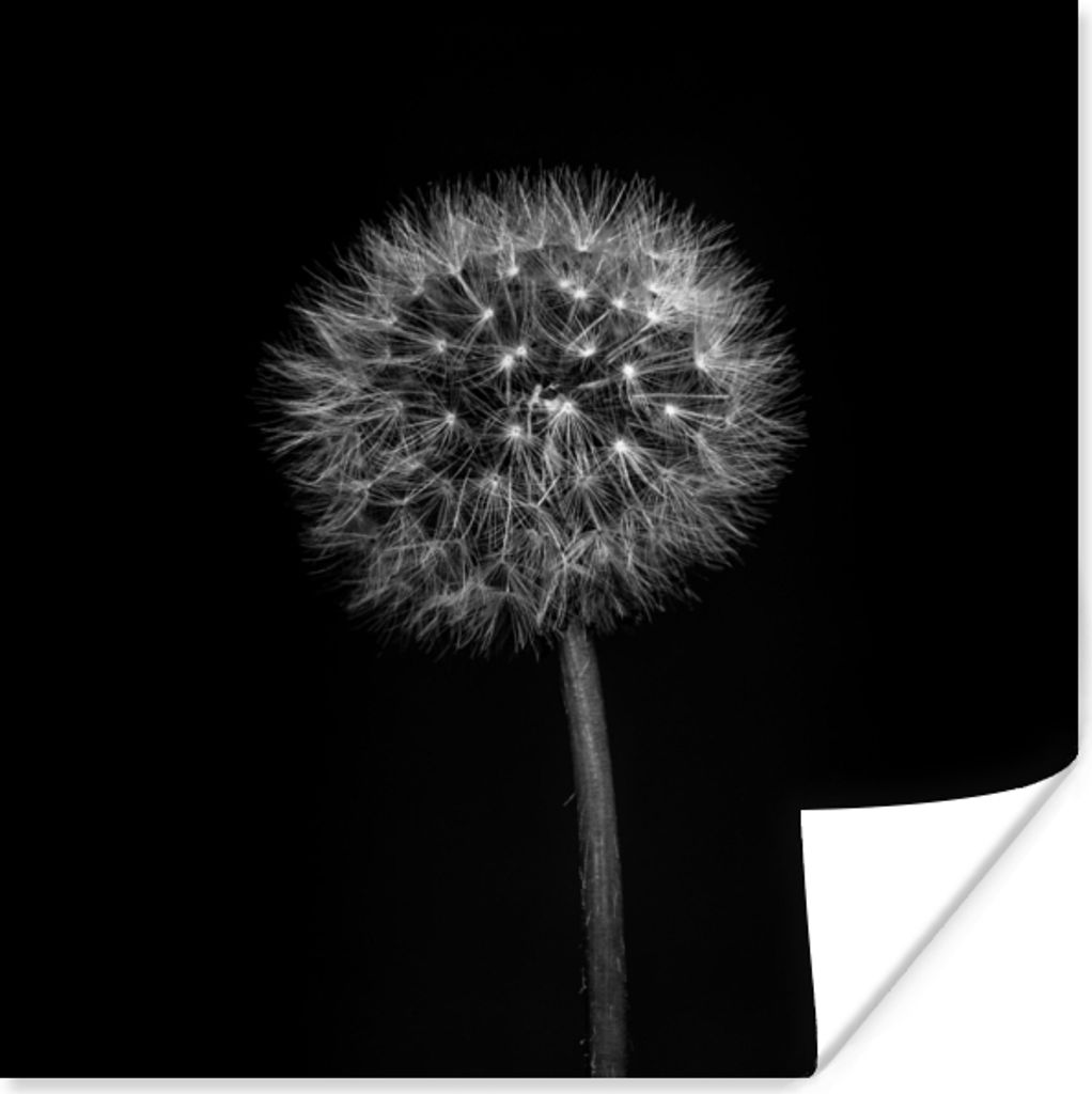 MuchoWow Poster Löwenzahn - Schwarz - Floral - Botanisch 30x30 cm - Wandposter - Printing