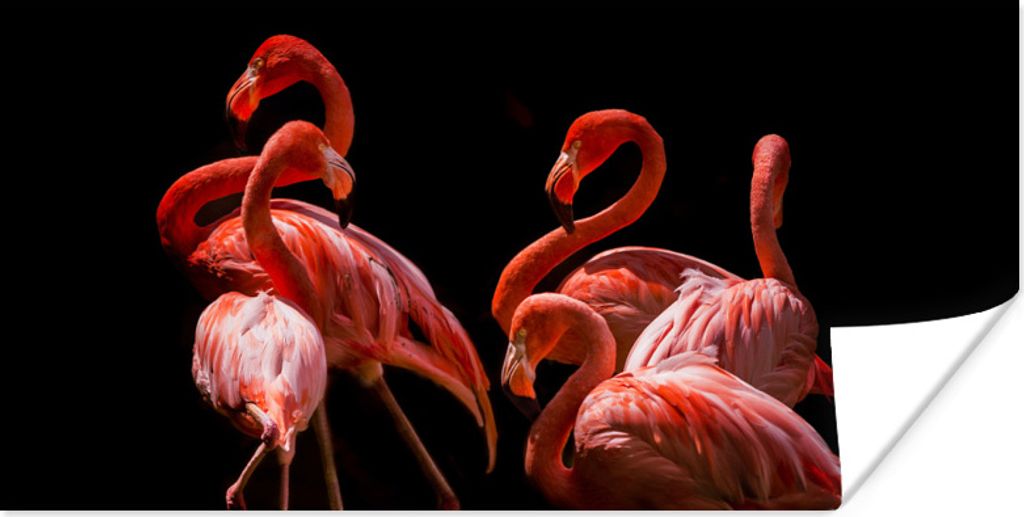 MuchoWow Poster Flamingos - Vögel - Federn - Schwarz 120x60 cm - Bild