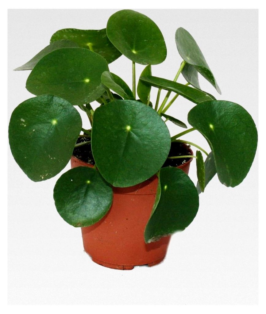Pilea peperomioides - Glückstaler - Chinesischer Geldbaum - Bauchnabelpflanze im 11 cm Topf