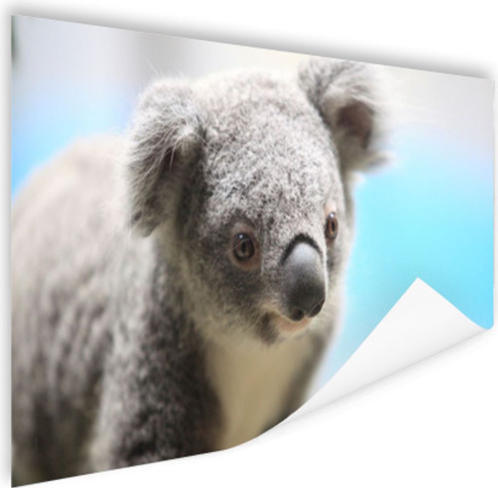 MuchoWow Poster Koala - Porträt - Tier - Kinder - Jungen - Mädchen 60x40 cm - Schlafzimmerdekoration