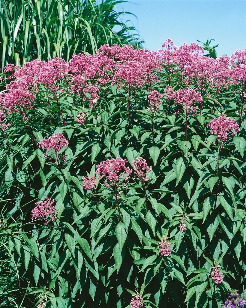 Wasserdost Glutball, im Topf - Eupatorium fistulosum Produktbild 