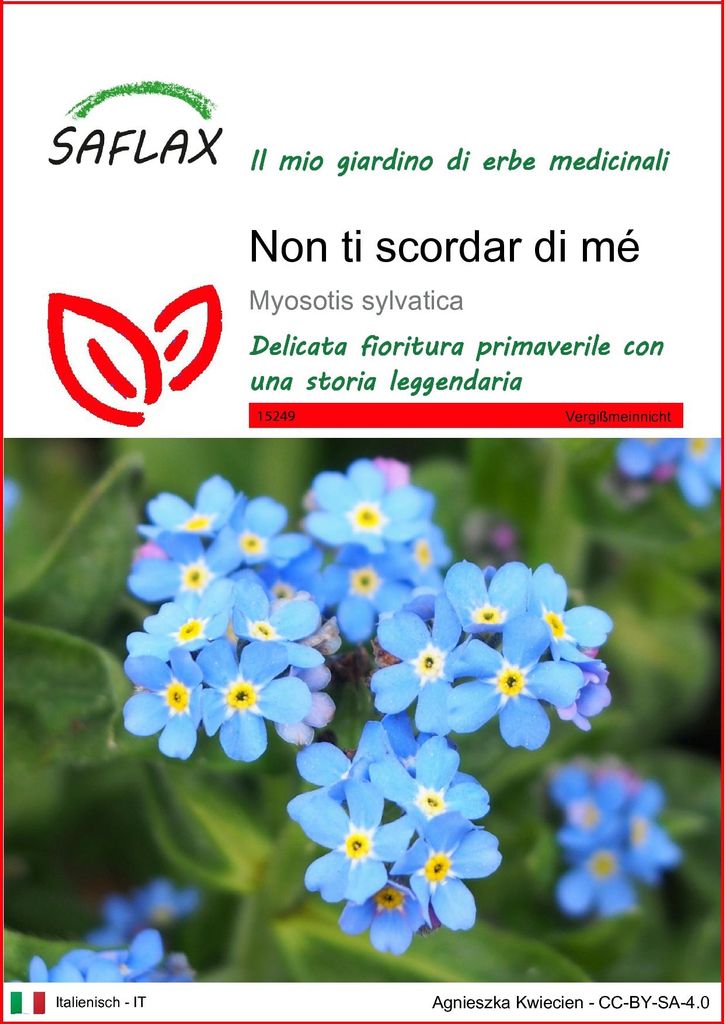 SAFLAX  - Non ti scordar di mé - 150 semi - Myosotis Immagine del prodotto 