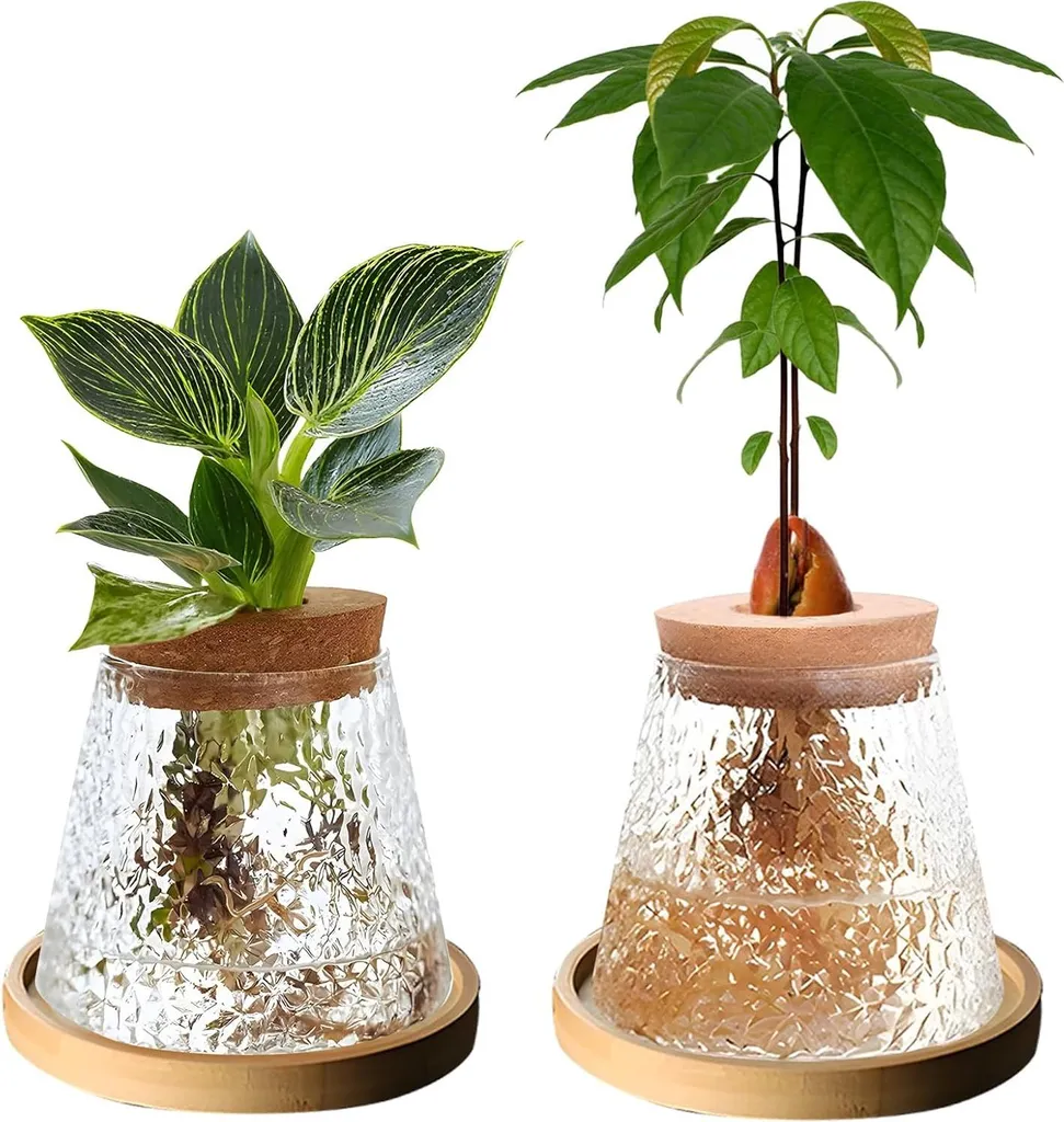 Terrarium pour plantes en hydroculture avec support bambou - 2 pièces
