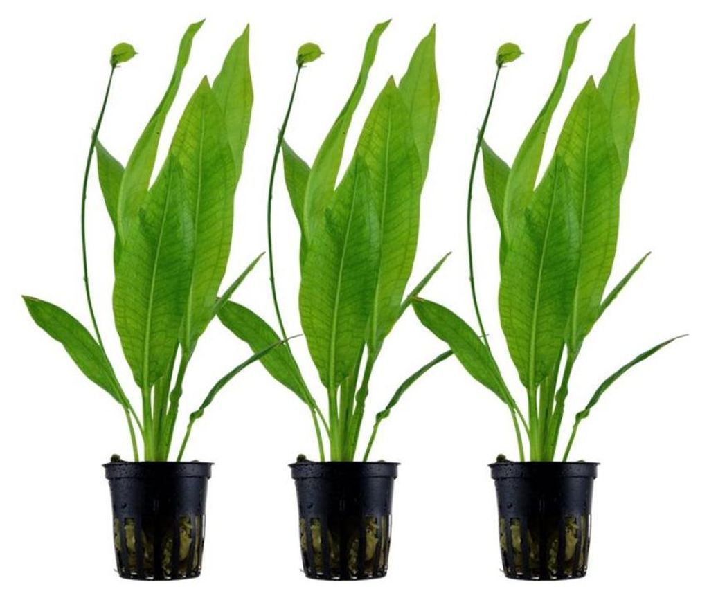 Aquarium Pflanze 3 Stück Echinodorus bleheri Wasserpflanze Produktbild 