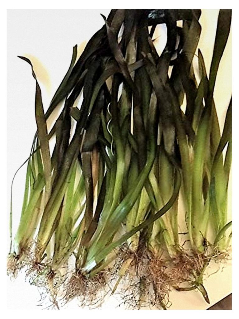 10 stk Riesenvallisnerie/Vallisneria Gigantea Produktbild 