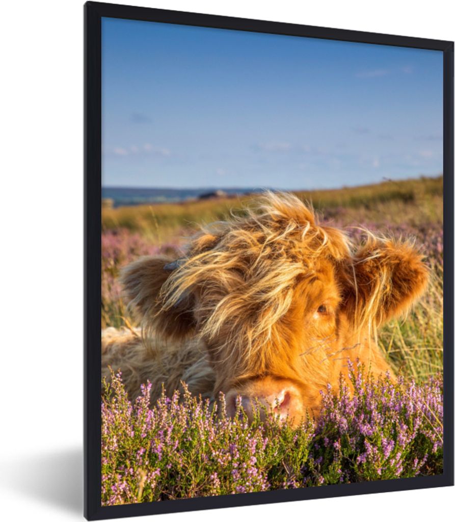 MuchoWow Gerahmtes Poster Schottische Highlander - Heide - Gras - Tiere 30x40 cm - Poster mit Schwarzem Bilderrahmen Wandposter Rahmen Foto Bilde...