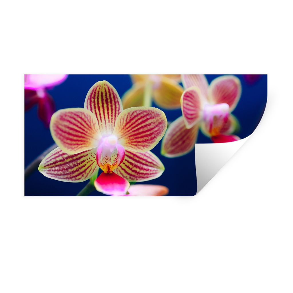 MuchoWow Wandtattoo Wandsticker Wandaufkleber Von Orchidee 120x60 cm Selbstklebend und Repositionierbar - Sticker - Dekorfolie