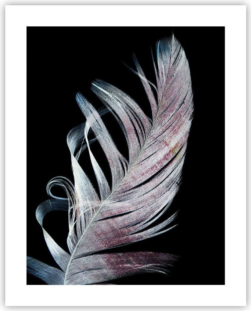 Poster - Poster ohne Rahmen - Feder die Farben Zartheit - 40x50 cm - Wand Bild - Wanddeko - Wandbilder - Kunstposter - Wandposter - Bilder - Kunstd...