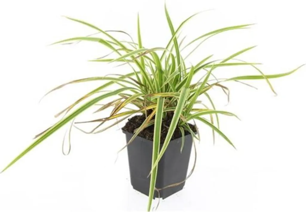 Carex Aureovariegata feuillage persistant doré | 40 pots de 9 cm