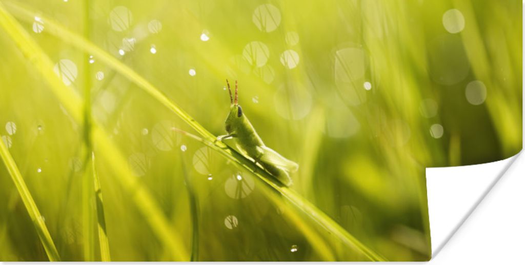 MuchoWow Poster Grashüpfer - Gras - Grün 150x75 cm - ohne Rahmen