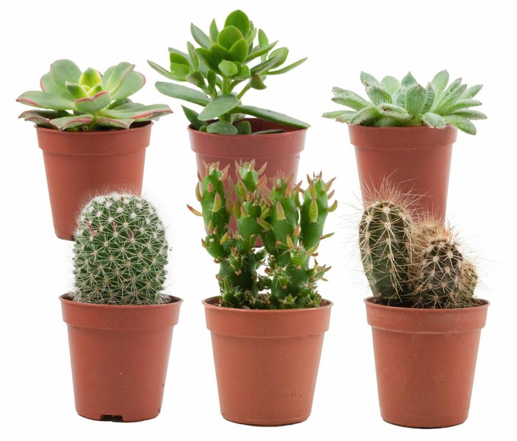 Zynesflora Mix mit Mini Kakteen, Sukkulenten im 5.5 cm Pflanzentopf - 6 Stück - Höhe: 5-10 cm - Zimmerpflanzen Klein Kaktus Fettpflanze Succulent...