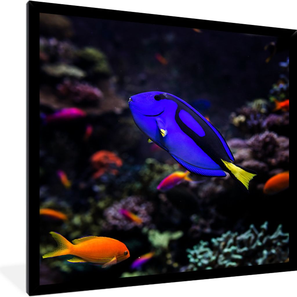MuchoWow Gerahmtes Poster Ein Picasso-Doktorfisch in einem Aquarium 40x40 cm - Poster mit Schwarzem Bilderrahmen Wandposter Rahmen Foto Bilder - ...