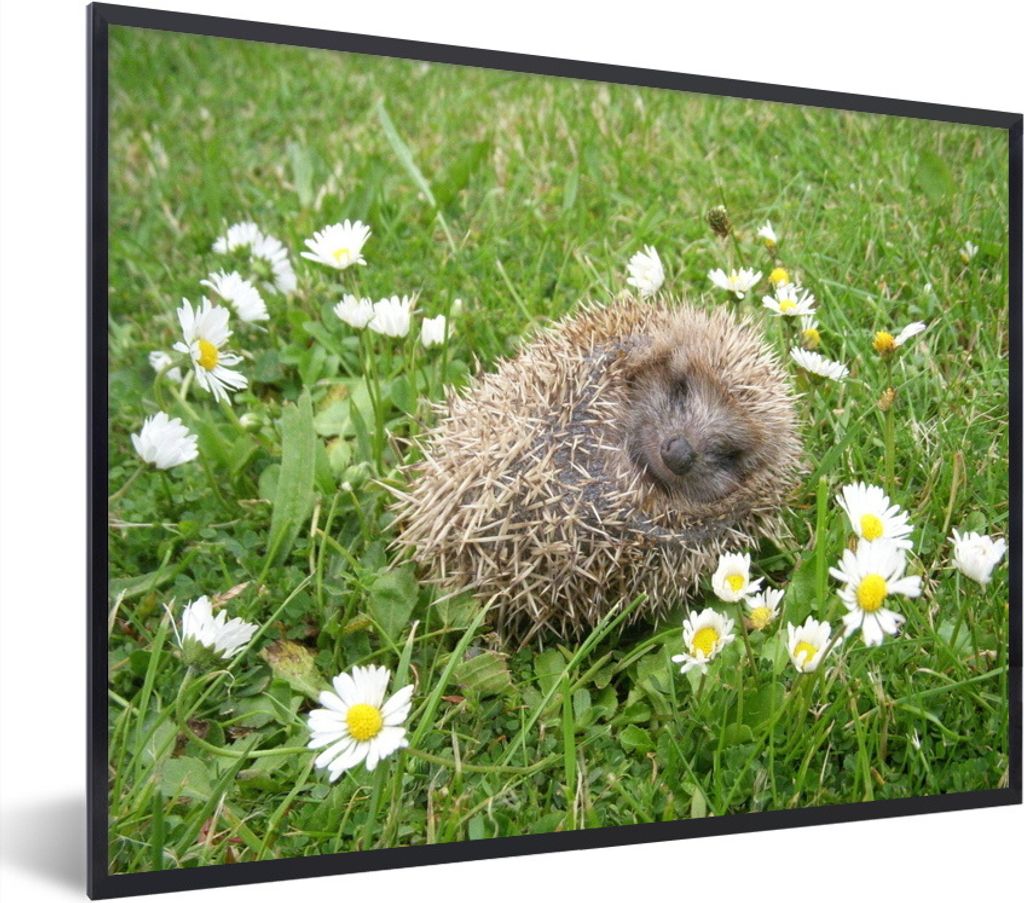 MuchoWow Gerahmtes Poster Schlafender Igel 80x60 cm - Poster mit Schwarzem Bilderrahmen Wandposter Rahmen Foto Bilder - Schwarzem - Mit Gestell