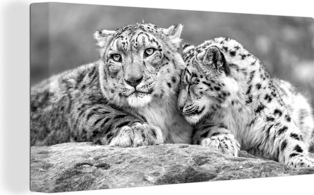 MuchoWow - Leinwandbilder - Zwei Schneeleoparden auf einem Felsen - schwarz und weiß, Wandbild, Wanddeko Bilder Wohnzimmer, 80x40 cm