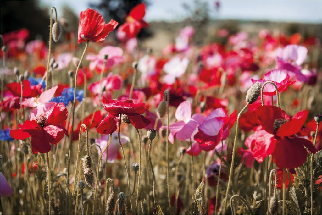 Wallario Premium Vliestapete Fototapete Mohnblumen am Rande eines Feldes in der Größe 400 x 267 cm, extra dick, wird in 5 Teilen geliefert