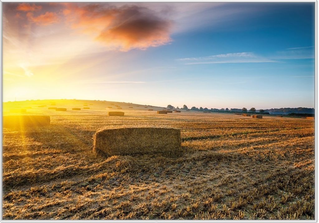 Wallario Wandbild Stroh auf dem Feld bei untergehender Sonne, Größe: 70,30 x 100,30 cm, Poster mit weißem Kunststoffrahmen