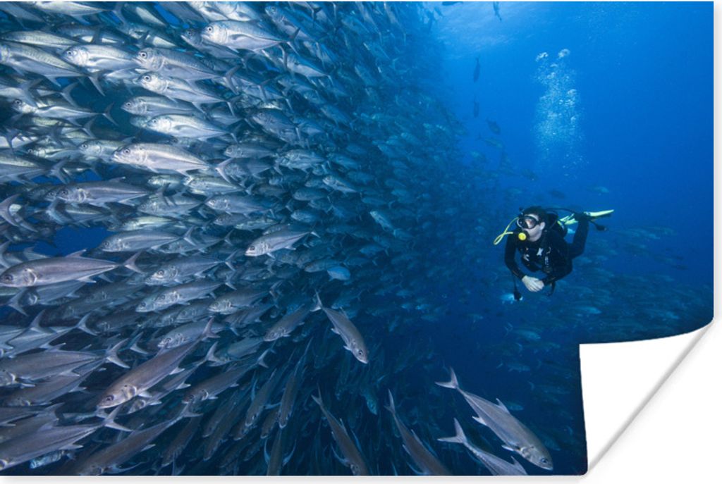 MuchoWow Poster Ein Taucher schwimmt an einem Fischschwarm in Costa Rica vorbei 120x80 cm - Bilder