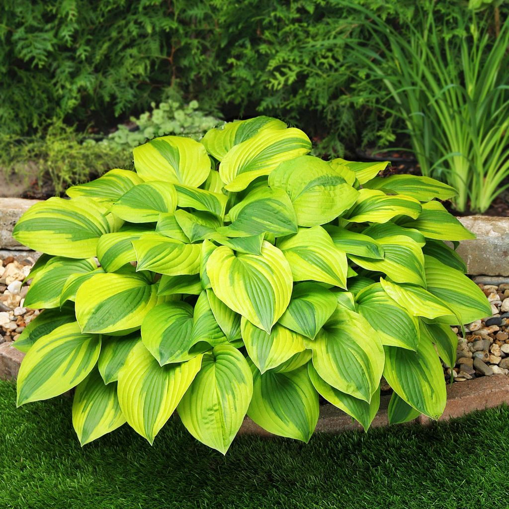 Hosta Funkia Ogrodowa Velvet Moon 1 pièce Plantule Image du produit 