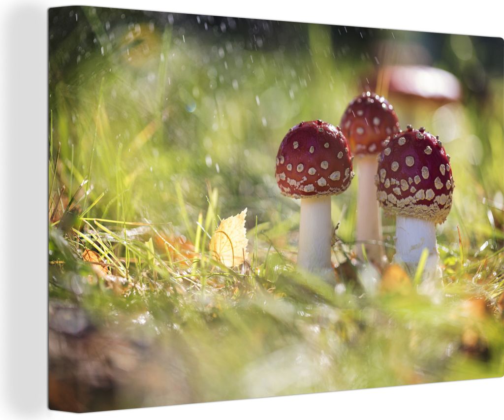 OneMillionCanvasses - Leinwandbilder - 140x90 cm, Kleine Pilze auf einem Feld, Wandbilder Kunstdruck Wanddekoration - Foto auf Leinwand - Gemäld...