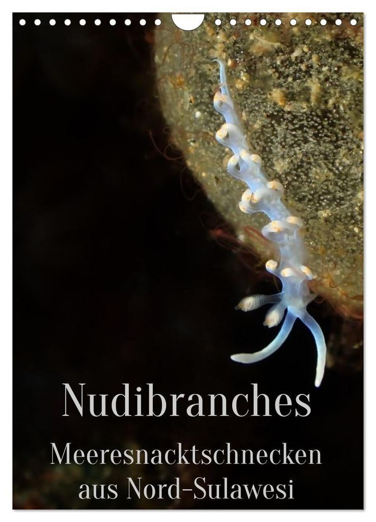 Nudibranches Meeresnacktschnecken aus Nord-Sulawesi (Wandkalender 2027 DIN A4 hoch), CALVENDO Monatskalender