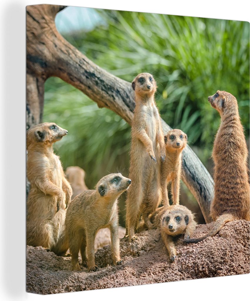 MuchoWow - Leinwandbilder - Erdmännchen - Familie - Tiere, Wandbild, Wanddeko Bilder Wohnzimmer, 50x50 cm