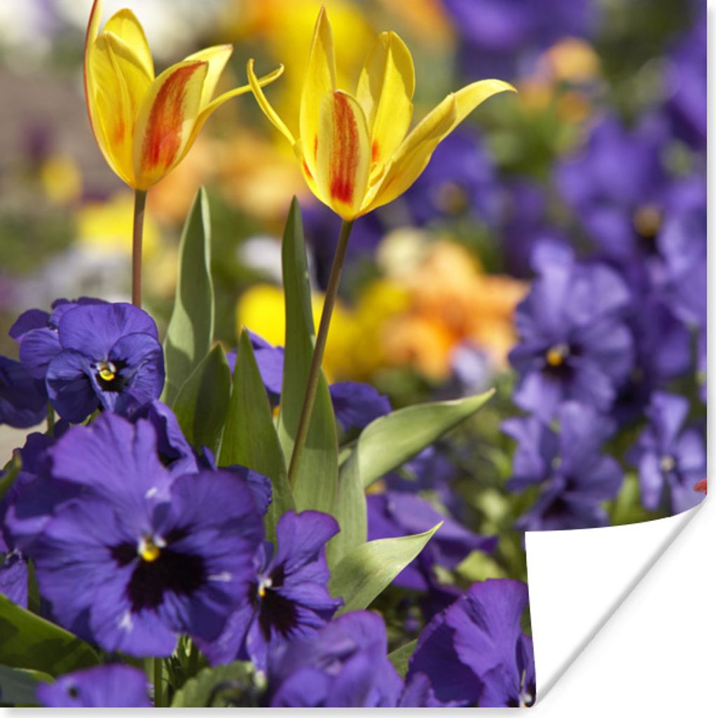 MuchoWow Poster Frühling - Blumen - Farben 30x30 cm - Wandposter - Printing