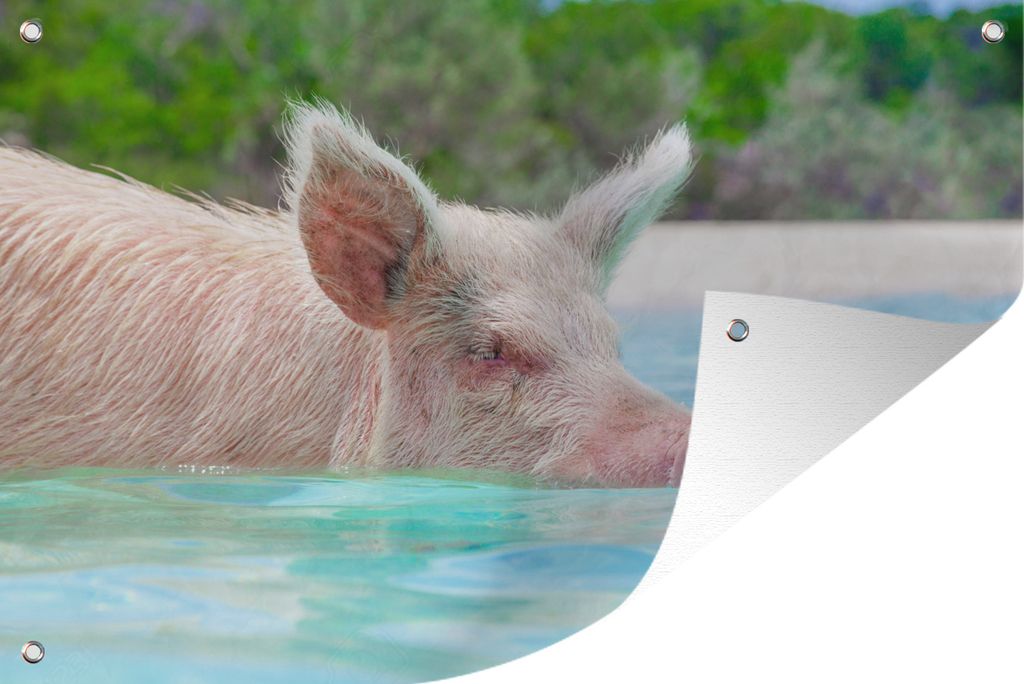 MuchoWow 90x60 cm Outdoor-Poster Gartendeko Sichtschutz Garten Poster für den Garten Schwein - Strand - Bahamas