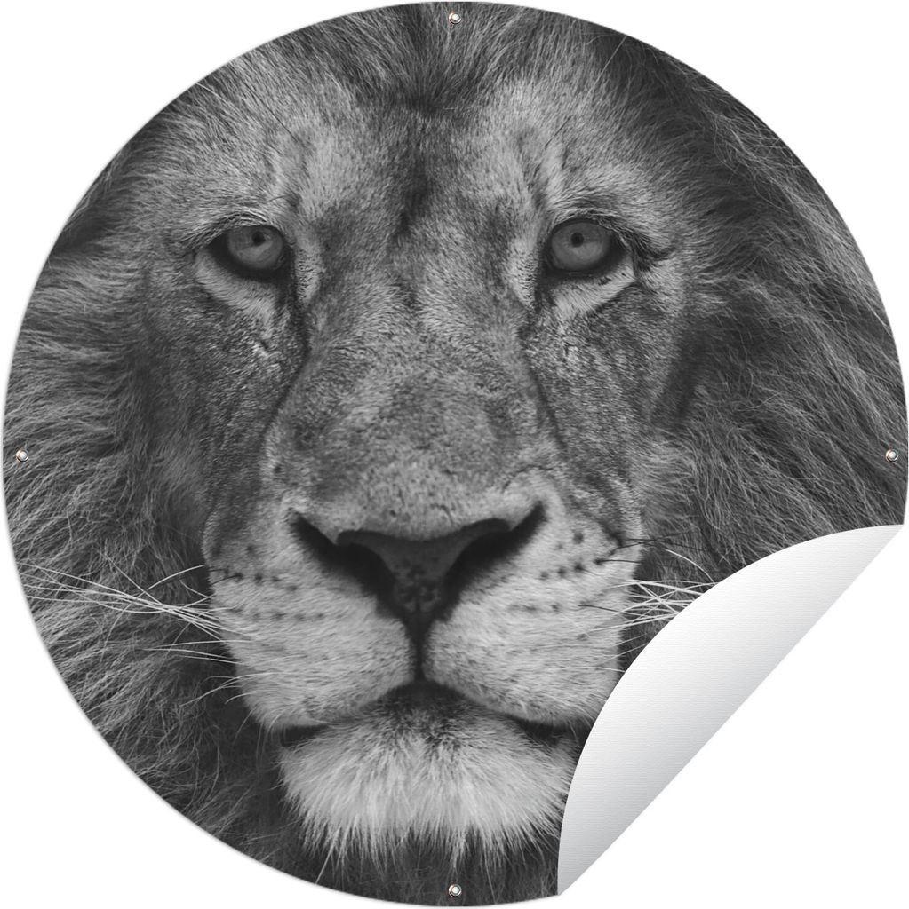 MuchoWow Gartenposter Outdoor-Poster Rund Persischer Löwe auf schwarzem Hintergrund Ø 120 cm Gartendeko Rundes Poster draußen