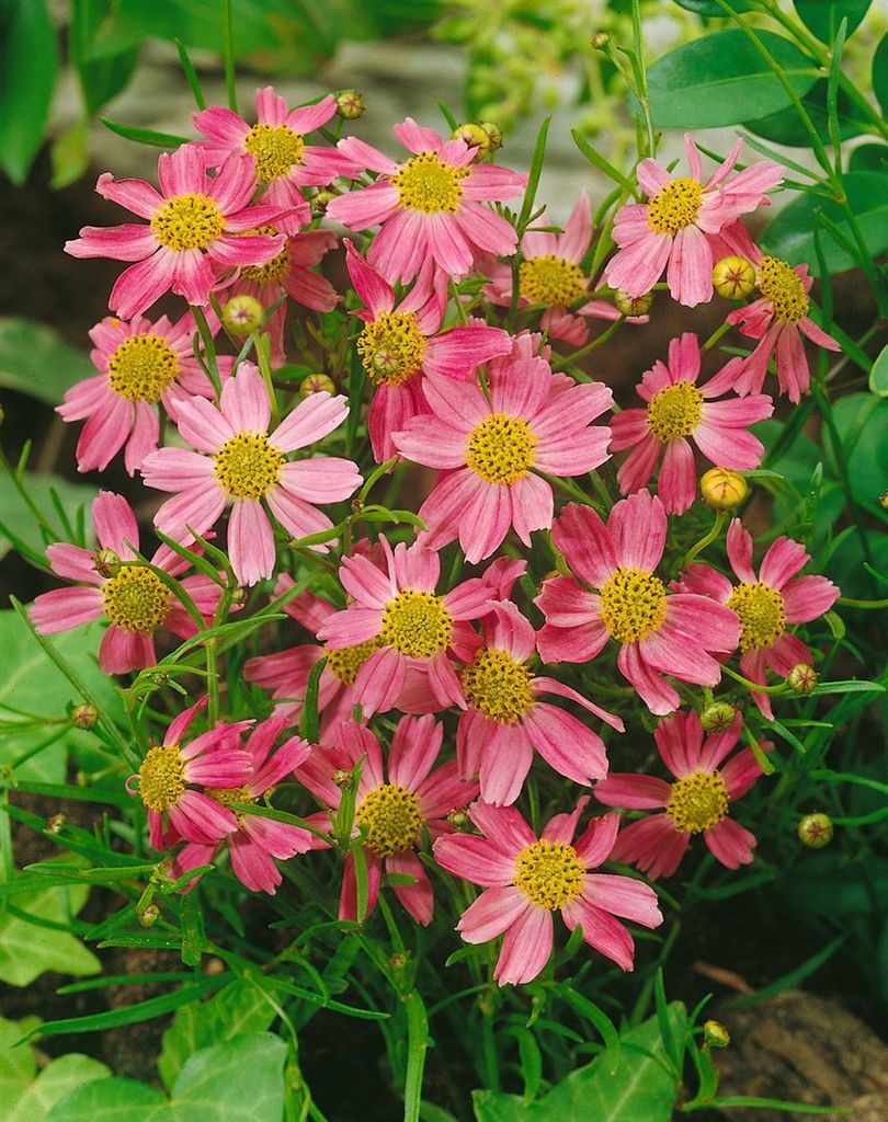 Coreopsis rosea 'American Dream', rosa, ca. 11x11 cm Topf