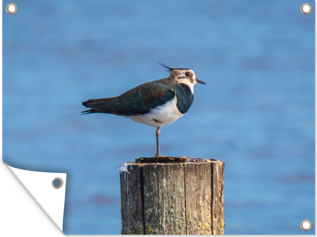 MuchoWow 80x60 cm Outdoor-Poster Gartendeko Sichtschutz Garten Poster für den Garten Vogel - Tiere - Pfahl - Blau - Kiebitz