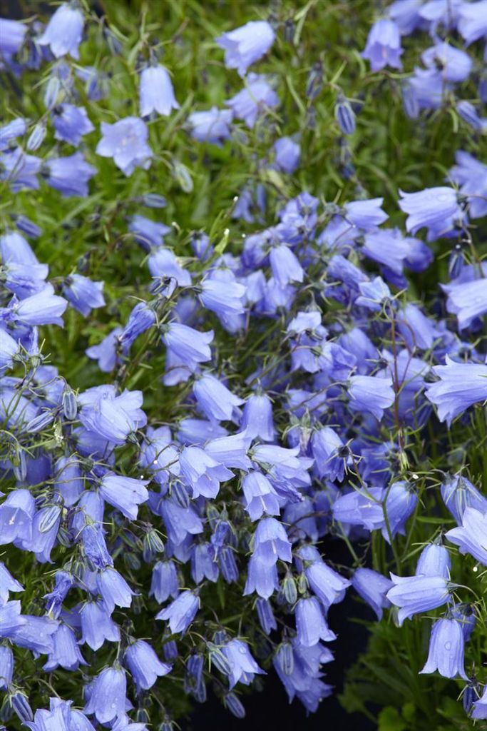 Campanula cochleariif.'Bavaria Blue', Glockenblume, blau, ca. 9x9 cm Topf