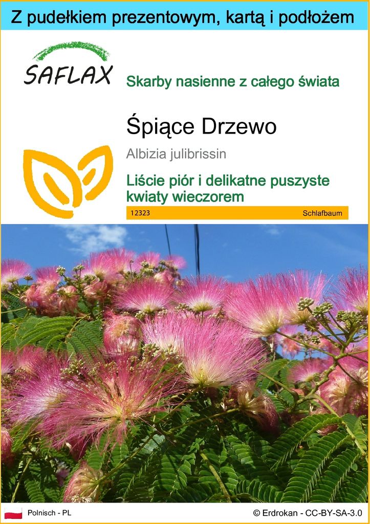 SAFLAX - Zestaw prezentowy - Śpiące Drzewo - 50 Nasiona - Z Zdjęcie produktu 