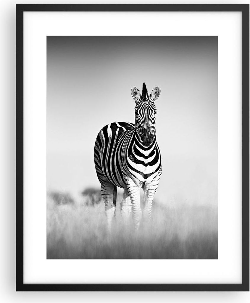Gerahmtes Poster - Schwarzer Rahmen - Zebras Fotografie Schwarzweiß - 40x50 cm - Wand Bild - Wanddeko - Wandbilder - Kunstposter - Wandposter - Bi...