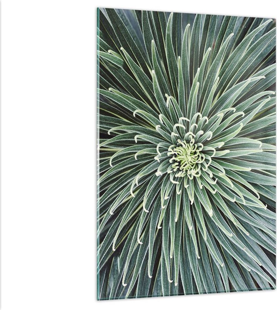 Bilder auf glas - Einteilig - Agave Grün Pflanze - 80x120cm - Glasbilder - Wandbilder - Bilder - zum Aufhängen bereit - Wanddekoration aus Glas -...