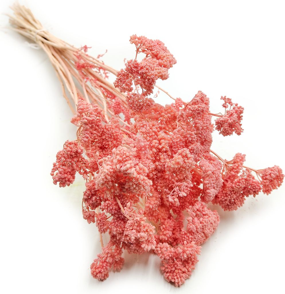 Schafgarbe Getrocknete - (Achillea) - Rosa