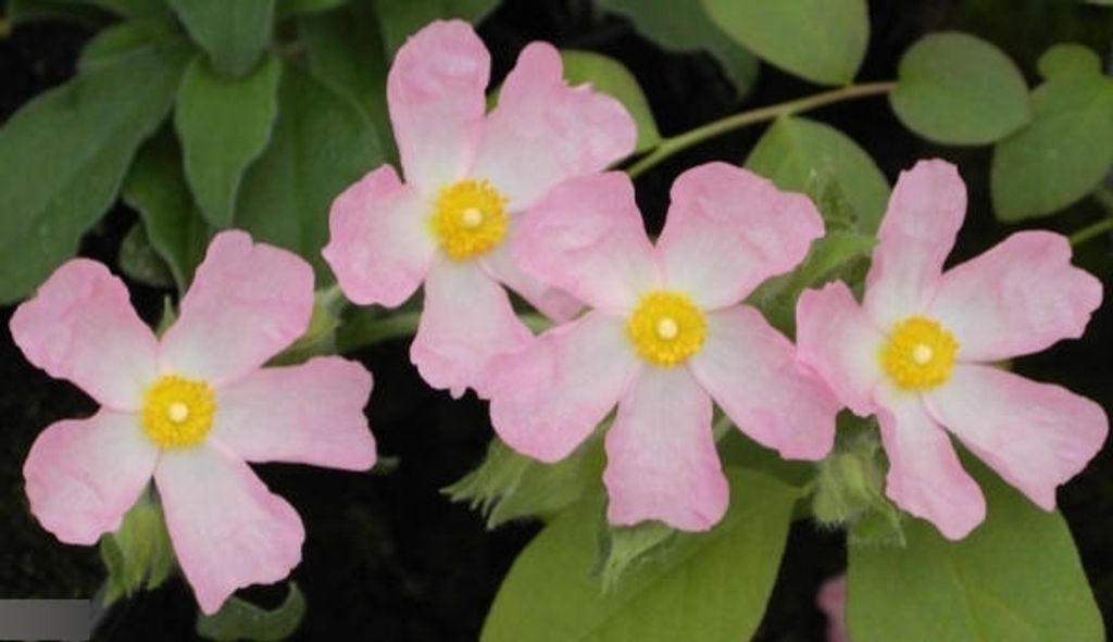 Winterharte Zistrose Grayswood Pink - Cistus Grayswood Pink Produktbild 