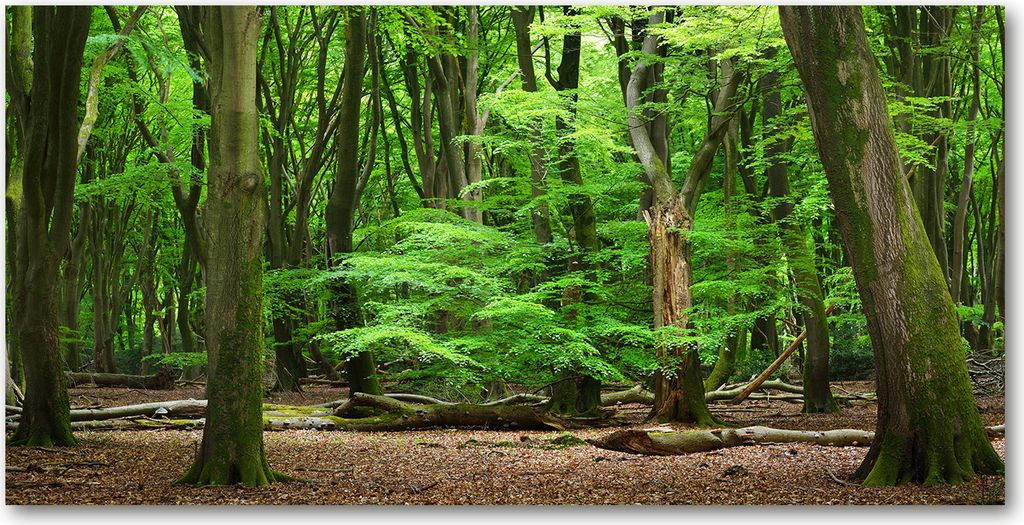 Tulup Leinwandbild - 140x70 cm - Wandkunst - Drucke auf Leinwand - Leinwanddruck - Landschaften - Grün - Niederlande Wald