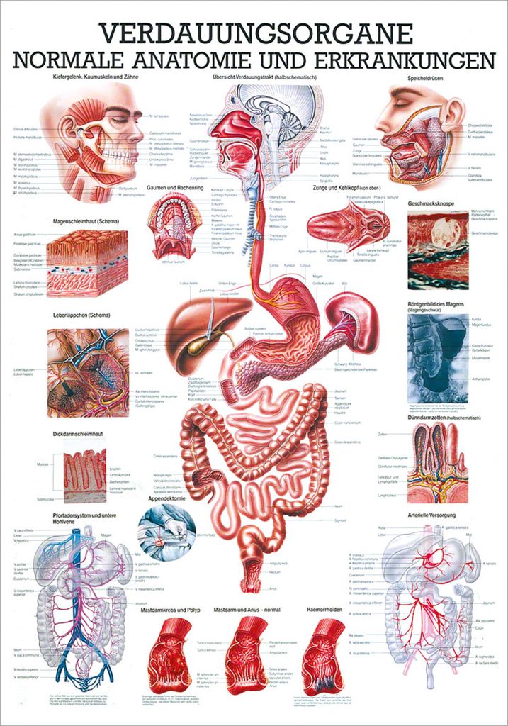 Verdauungsorgane Mini-Poster Anatomie 34x24 cm medizinische Lehrmittel