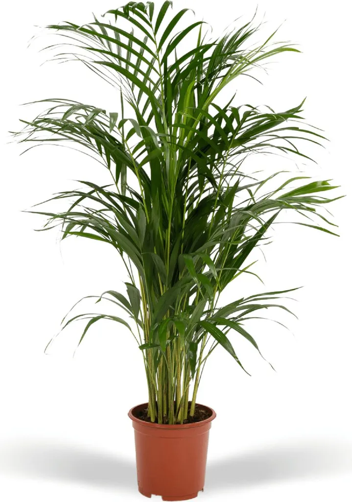 Plante Verte Palmier Areca Dypsis - Décoration Tropicale pour Salon