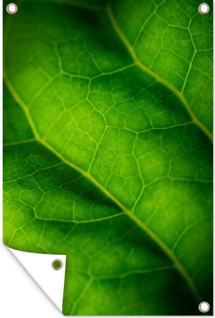 MuchoWow 60x90 cm Outdoor-Poster Gartendeko Sichtschutz Garten Poster für den Garten Grüne Farben eines botanischen Blattes