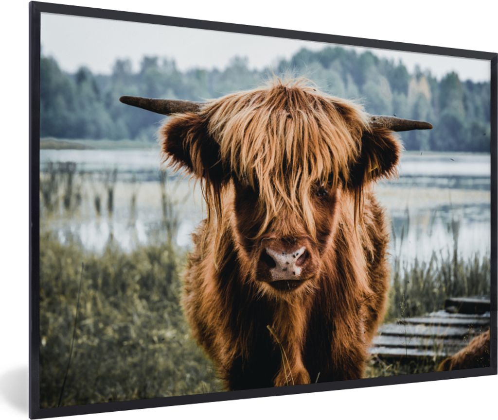MuchoWow Gerahmtes Poster Kühe - Schottische Hochlandbewohner - Braun - Natur 90x60 cm - Poster mit Schwarzem Bilderrahmen Wandposter Rahmen Fot...
