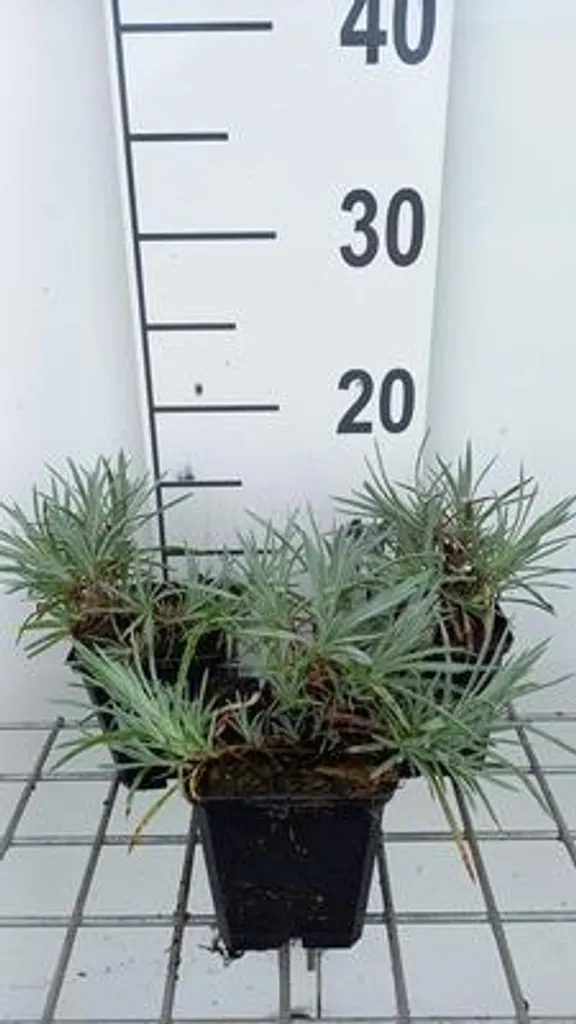 Oeillet Parfumé Dianthus Ine Fleurs Blanches - 6 Pieds en Pot 9cm
