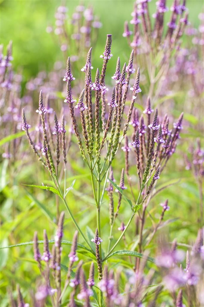 Verbena officinalis, Eisenkraut, ca. 9x9 cm Topf, Produktbild 