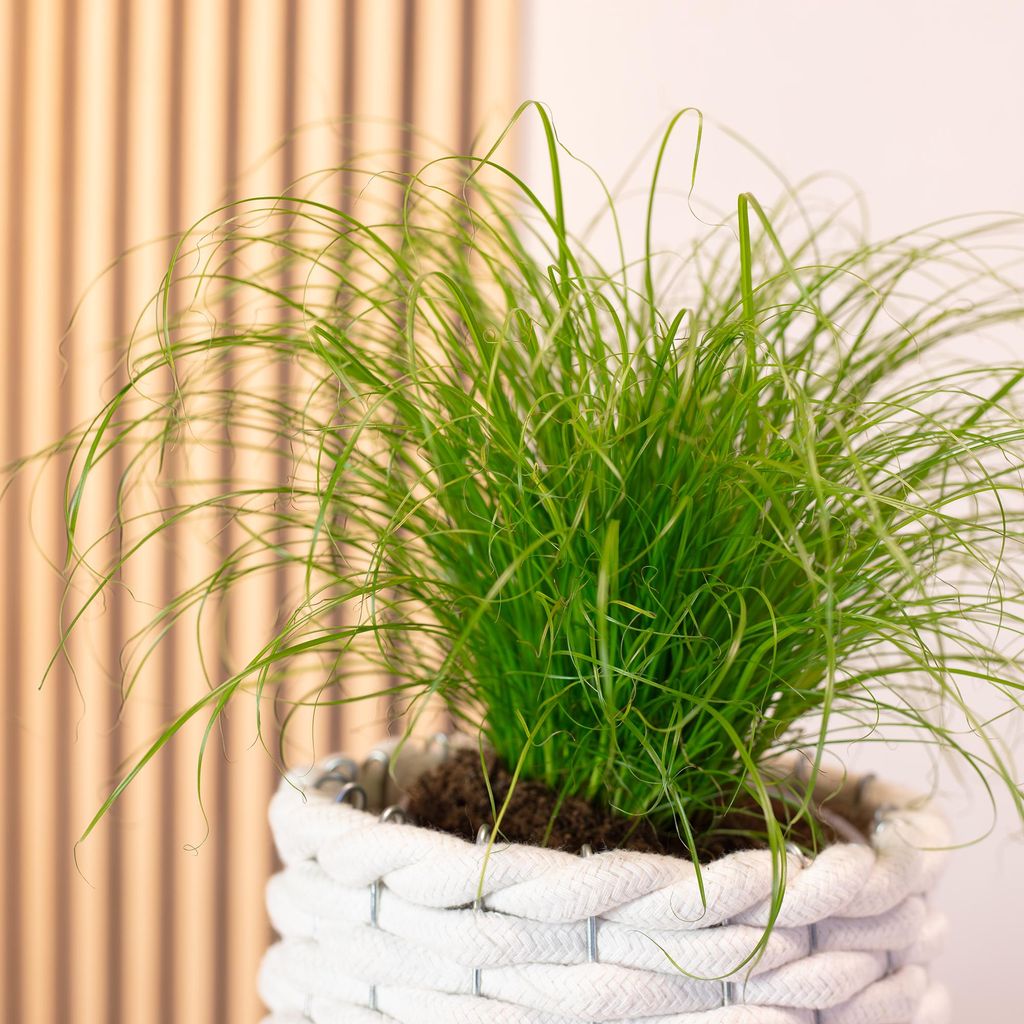 Echtes Katzengras - pflegeleichte Zimmerpflanze, Cyperus
