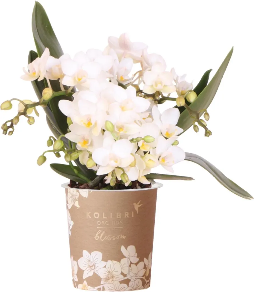 Orchidée Phalaenopsis blanche facile d'entretien : la déco sans souci