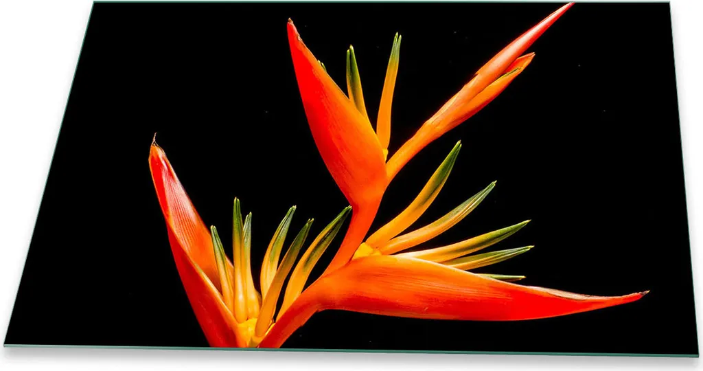 Piastra di copertura per piano cottura in ceramica 1 pezzo 80x52 piante rosso copertura alzatina in vetro