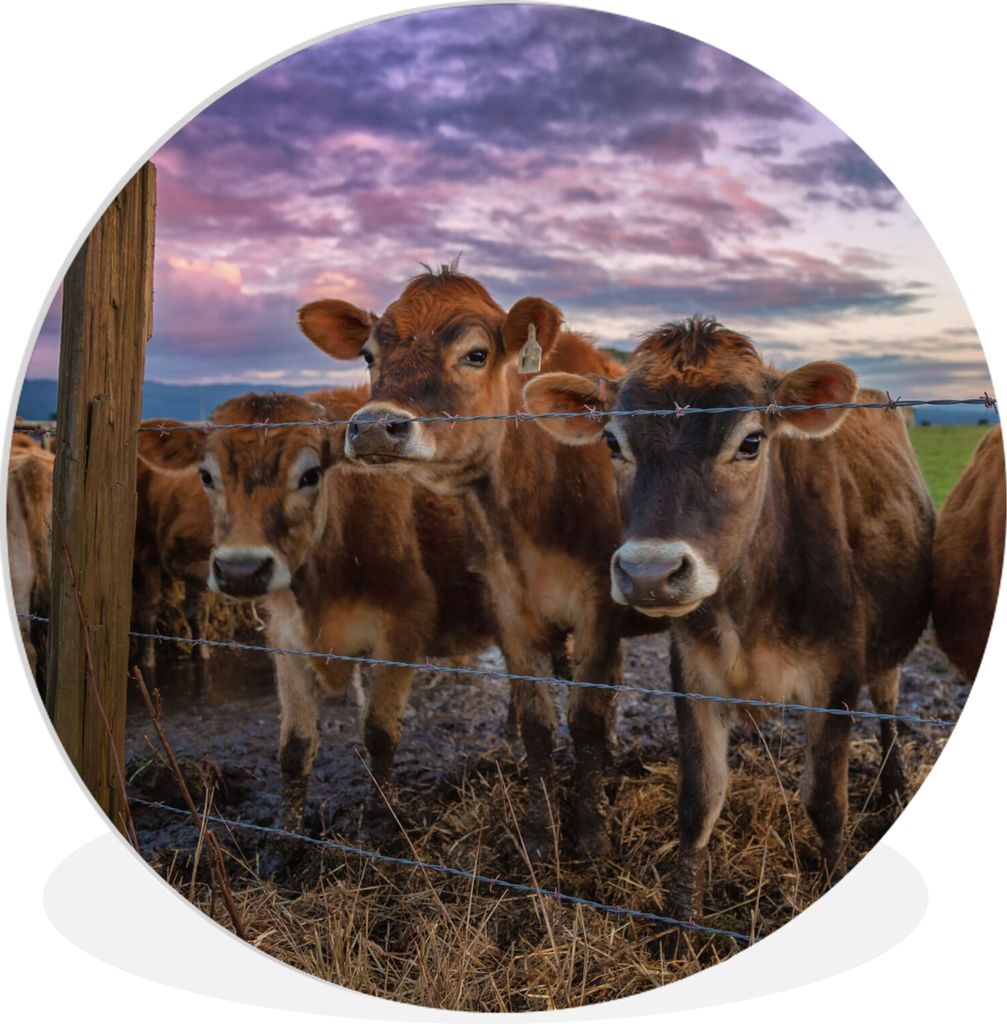 MuchoWow Rundes Wandbild - Runde Bilder Kuh - Tiere - Kühe Ø 90 cm Kreis Wanddekoration Kunststoff - Wandkreis - Wandschmuck - Wand-Kreis - Woh...