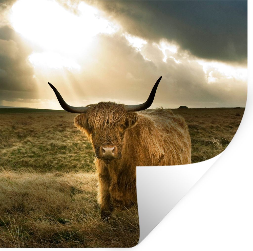 MuchoWow Wandtattoo Wandsticker Wandaufkleber Schottischer Hochländer - Sonne - Gras 100x100 cm Selbstklebend und Repositionierbar - Wierderverw...