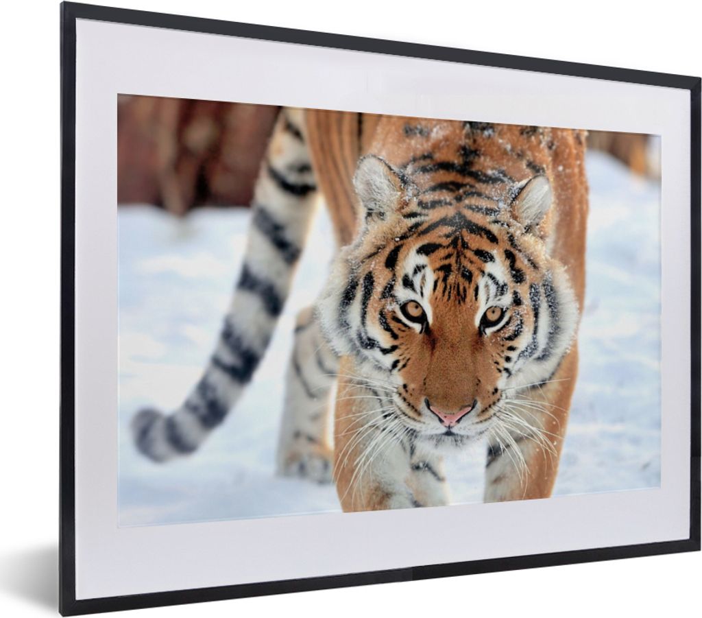 MuchoWow Gerahmtes Poster Tiger - Schnee - Tiere 40x30 cm - Poster mit Schwarzem Bilderrahmen Wandposter Rahmen Foto Bilder - Bilderrahmen - Post...
